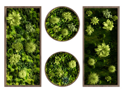 现代植物装饰挂画