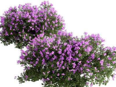 现代花卉植物