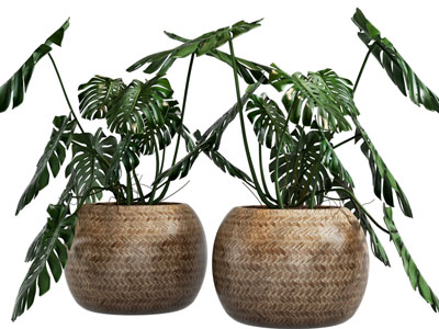 现代植物盆栽