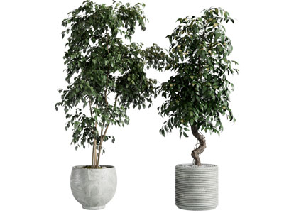 现代绿植盆栽