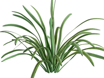 草 植物 绿植