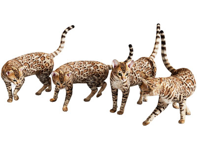 现代猫类 孟加拉猫 豹猫等