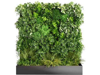 植物墙 植物