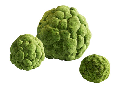 苔藓