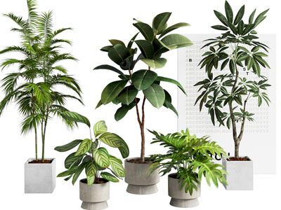 绿植盆栽