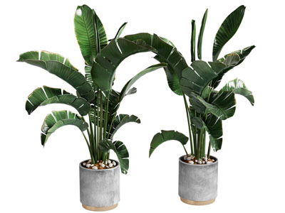 现代盆景盆栽植物