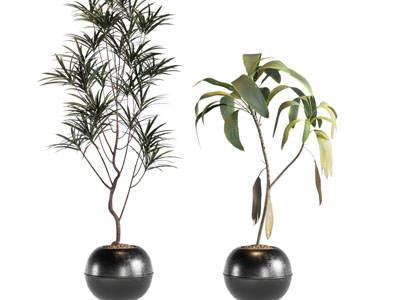 盆栽 中古风绿植盆栽 盆景 树