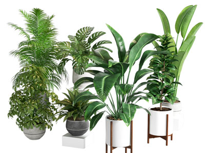 盆栽植物