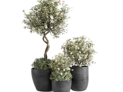 盆栽 盆栽盆景植物