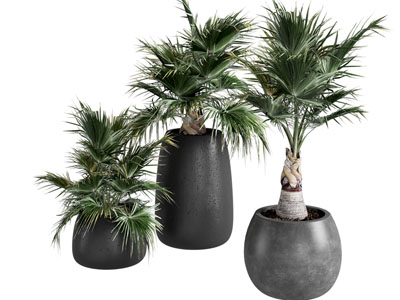 现代植物盆栽
