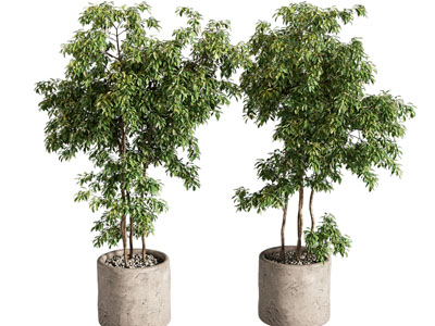 现代植物盆栽