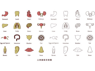 人体器官 血管 心肝肺 医学构造图 扁平插画