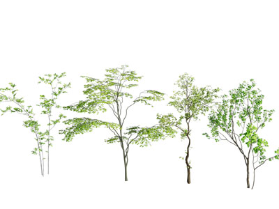 室内小乔木 景观树 室内造景绿植 植物 小灌木 造景小乔木