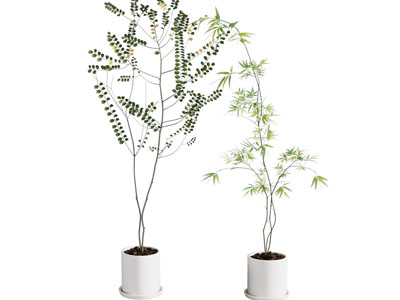 绿植盆栽