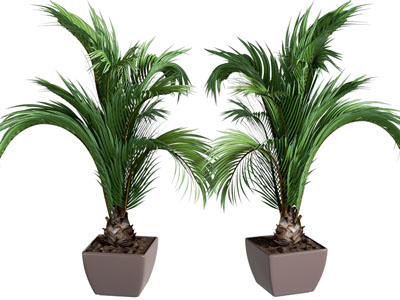 现代绿植盆栽