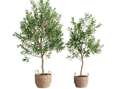 现代绿植盆栽
