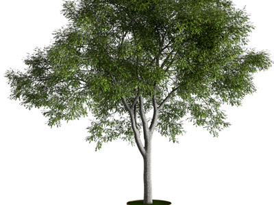 现代榆树植物类