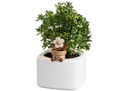 木 盆景盆栽植物摆件