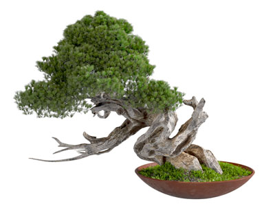 新中式植物盆景