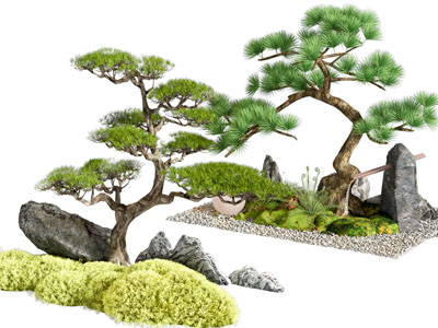 景观树 松树景观树 庭院乔木 松树造型树 迎客松 庭院