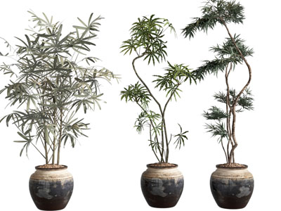 盆栽 中古风绿植 盆栽 落地植物