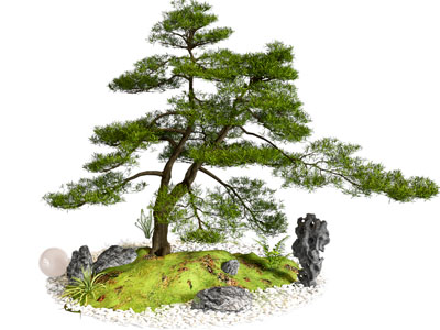 景观树 松树景观树 庭院小品 景观造景 迎客松 老桩罗