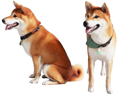 动物 中华田园犬 土狗 秋田犬 宠物犬 宠物狗