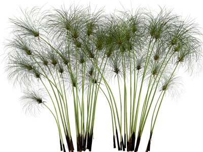 现代植物花草
