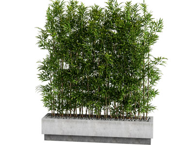 现代植物盆栽