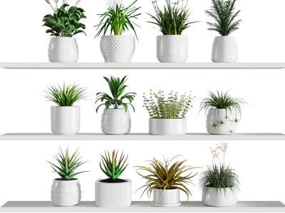 植物盆栽组合