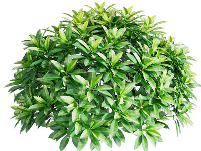 现代灌木植物