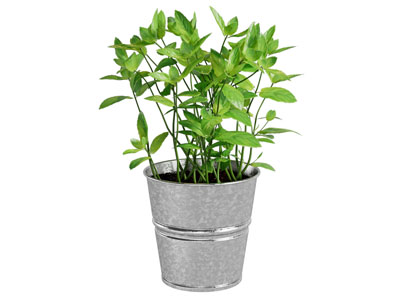 现代水桶花盆盆景盆栽植物