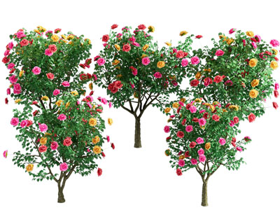 现代月季花 月季 高杆月季 庭院灌木 景观灌木