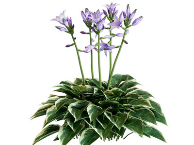 现代玉簪花盆栽植物