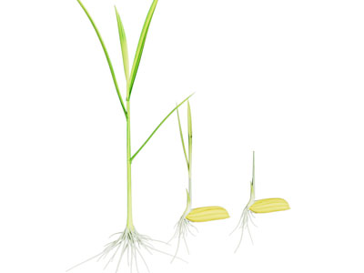 现代水稻种子 胚芽植物 农作物