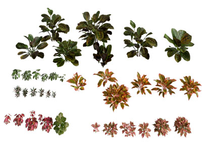 现代植物乔灌木组合