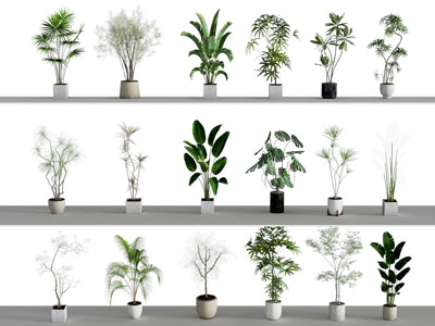 盆栽 植物组合 植物盆栽盆景