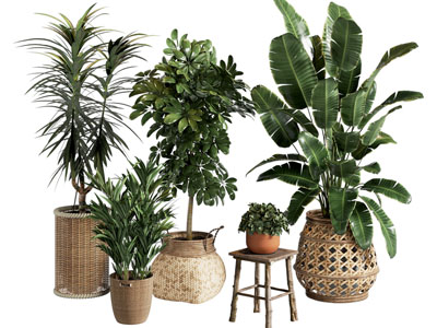 盆栽 盆栽植物 编织篮 绿植