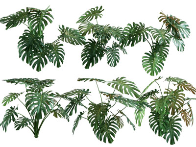 龟背竹绿植盆栽