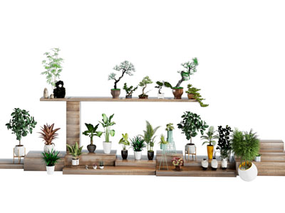 现代植物盆栽