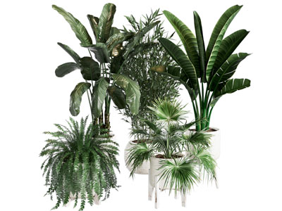 现代绿植盆栽