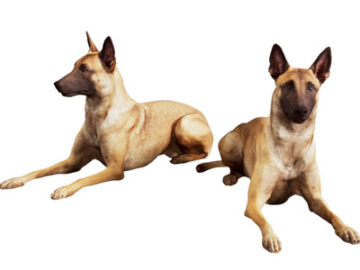 现代比利时牧羊犬