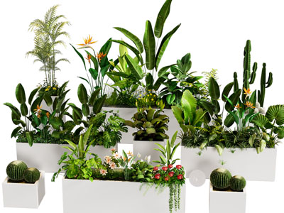 绿植花箱 植物组合 花草 盆栽 庭院小品