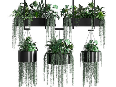 现代植物盆栽