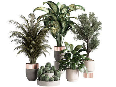 植物盆栽 盆景