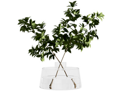 水生植物 水培绿植