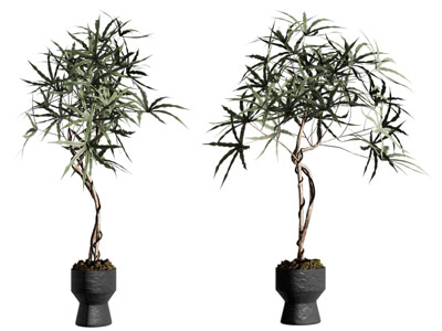 盆栽 造型罗汉松 侘寂风茶室植物 孔雀木真植物盆栽 花艺插花仿生花 永生花假花植物