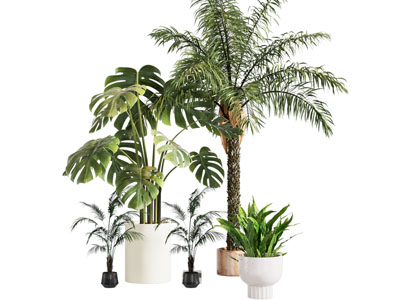 现代花盆铁树盆景盆栽植物