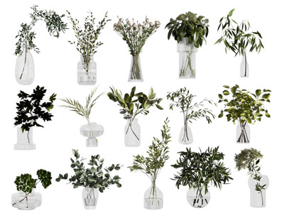 水生植物水培绿植