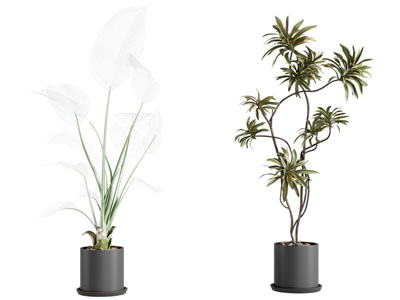 现代绿植盆栽